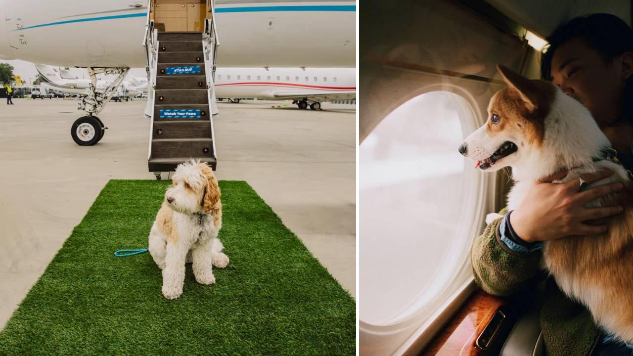 Fresh Paws at 40,000 Feet: Bark Air Introduces In-Flight Grooming